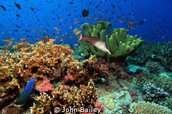 Fiji Wide angle reef shot. by John Bailey 